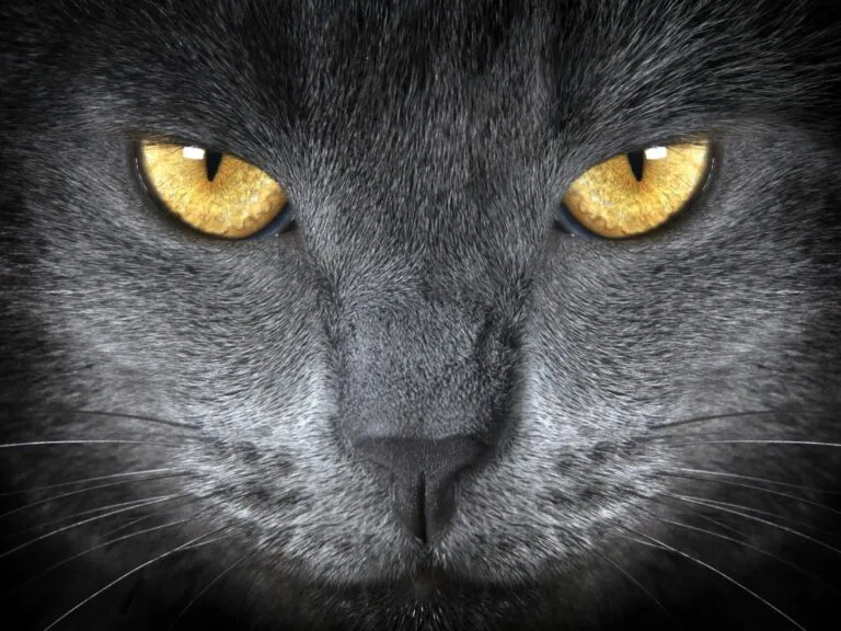 maquiagem olho de gato