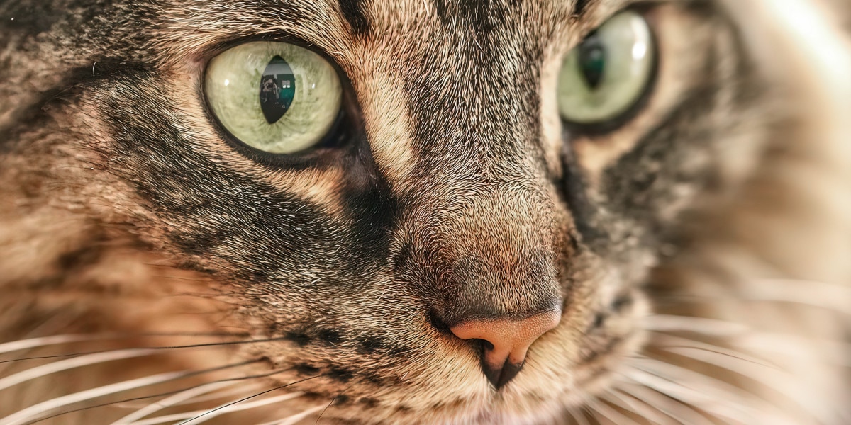 delineado gatinho