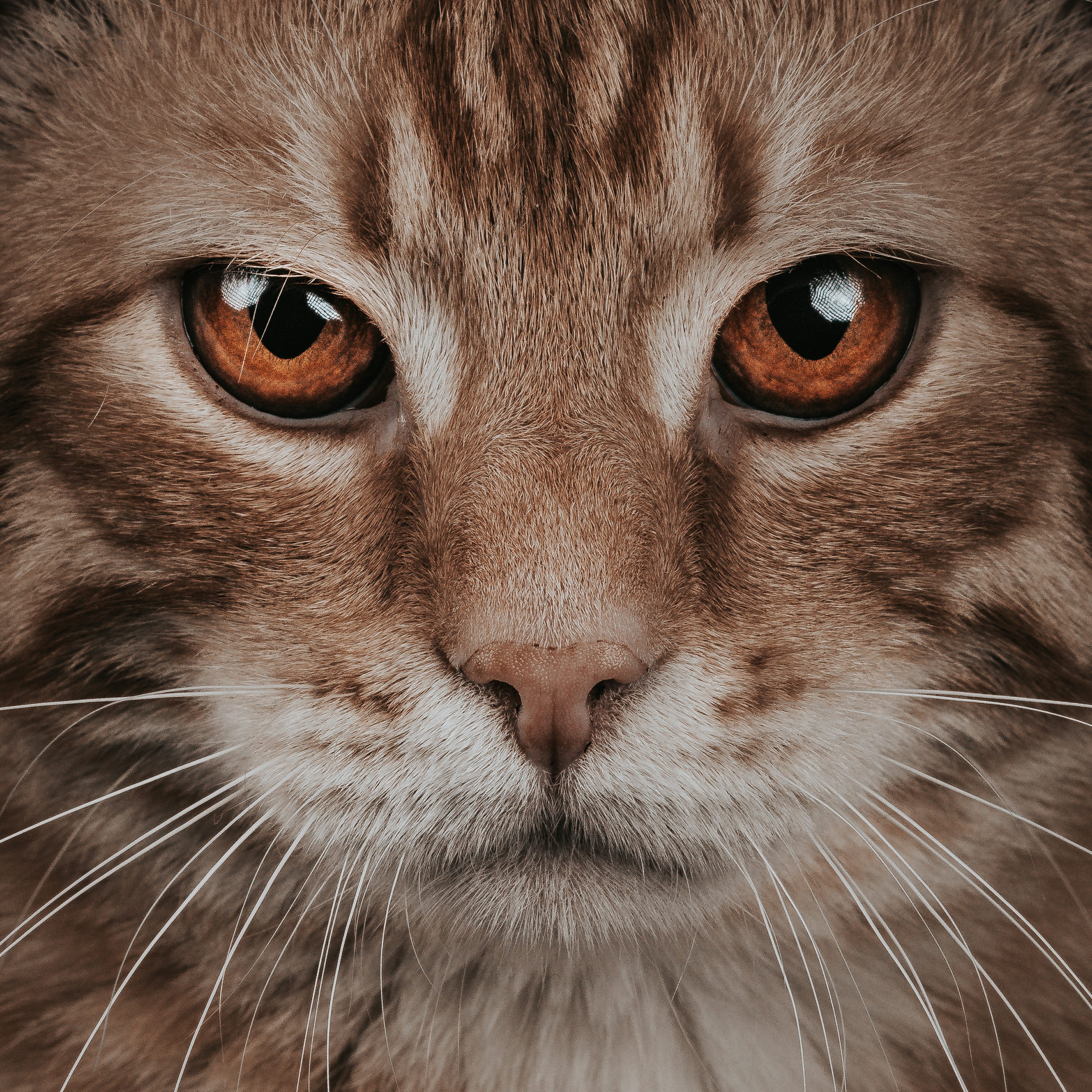 anatomia olho de gato