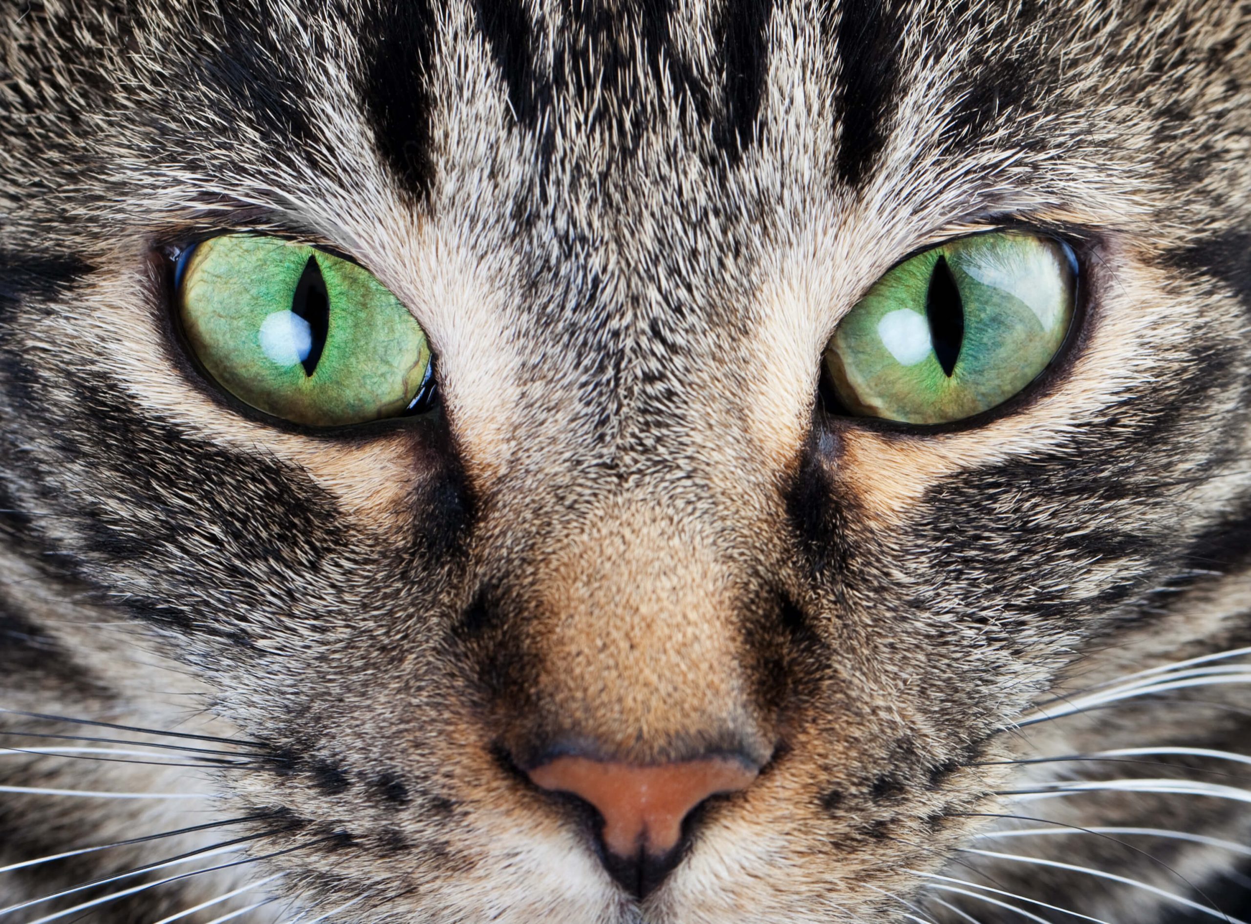 óculos gatinho