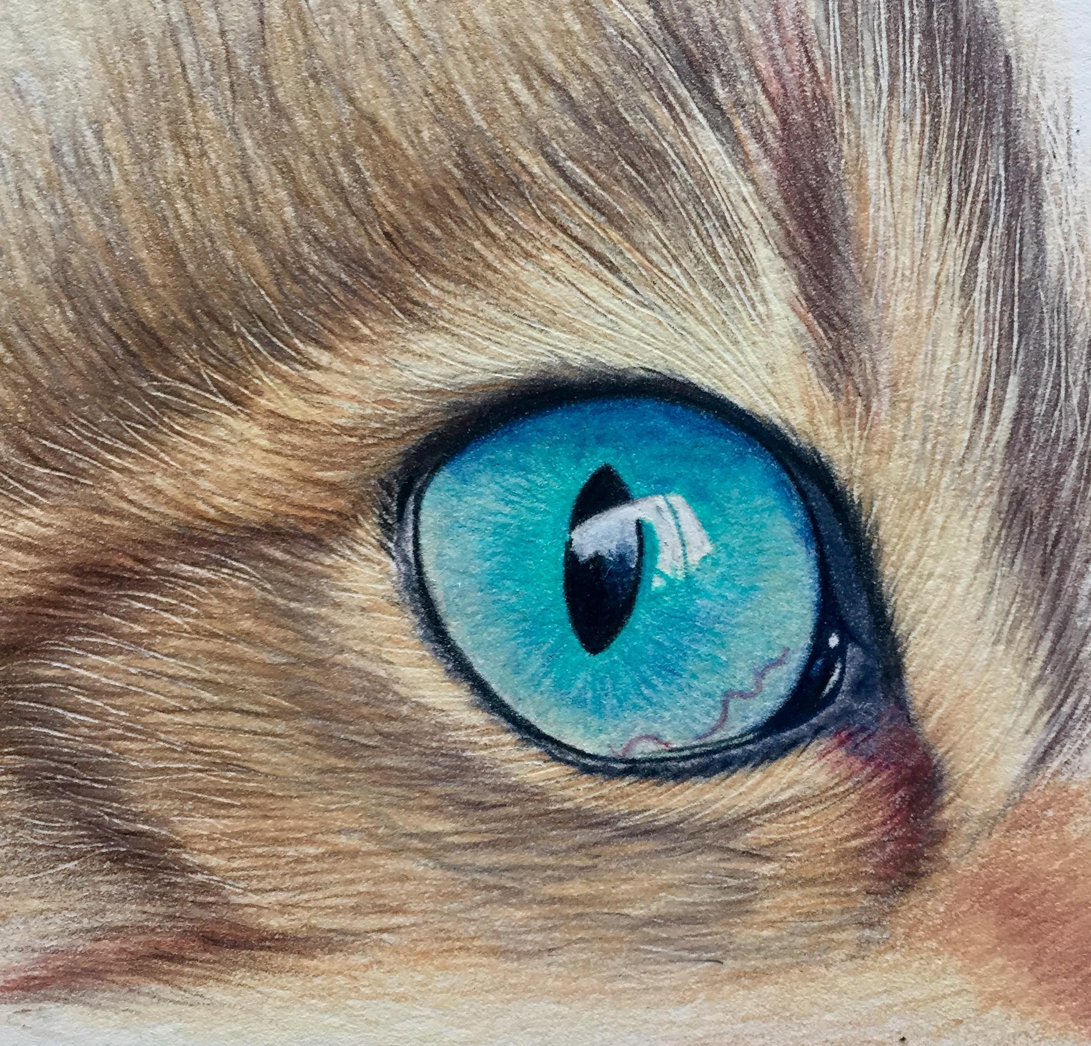 visão noturna felina