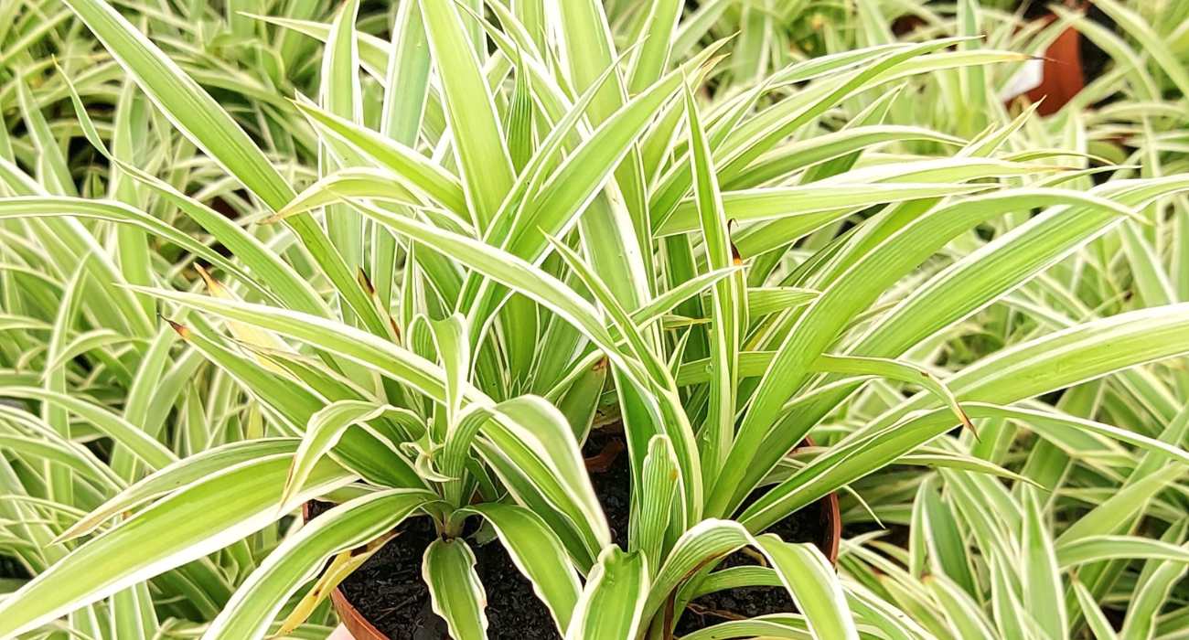 planta aranha como cuidar