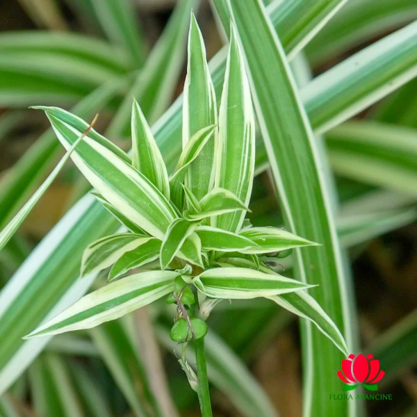 gravatinha planta