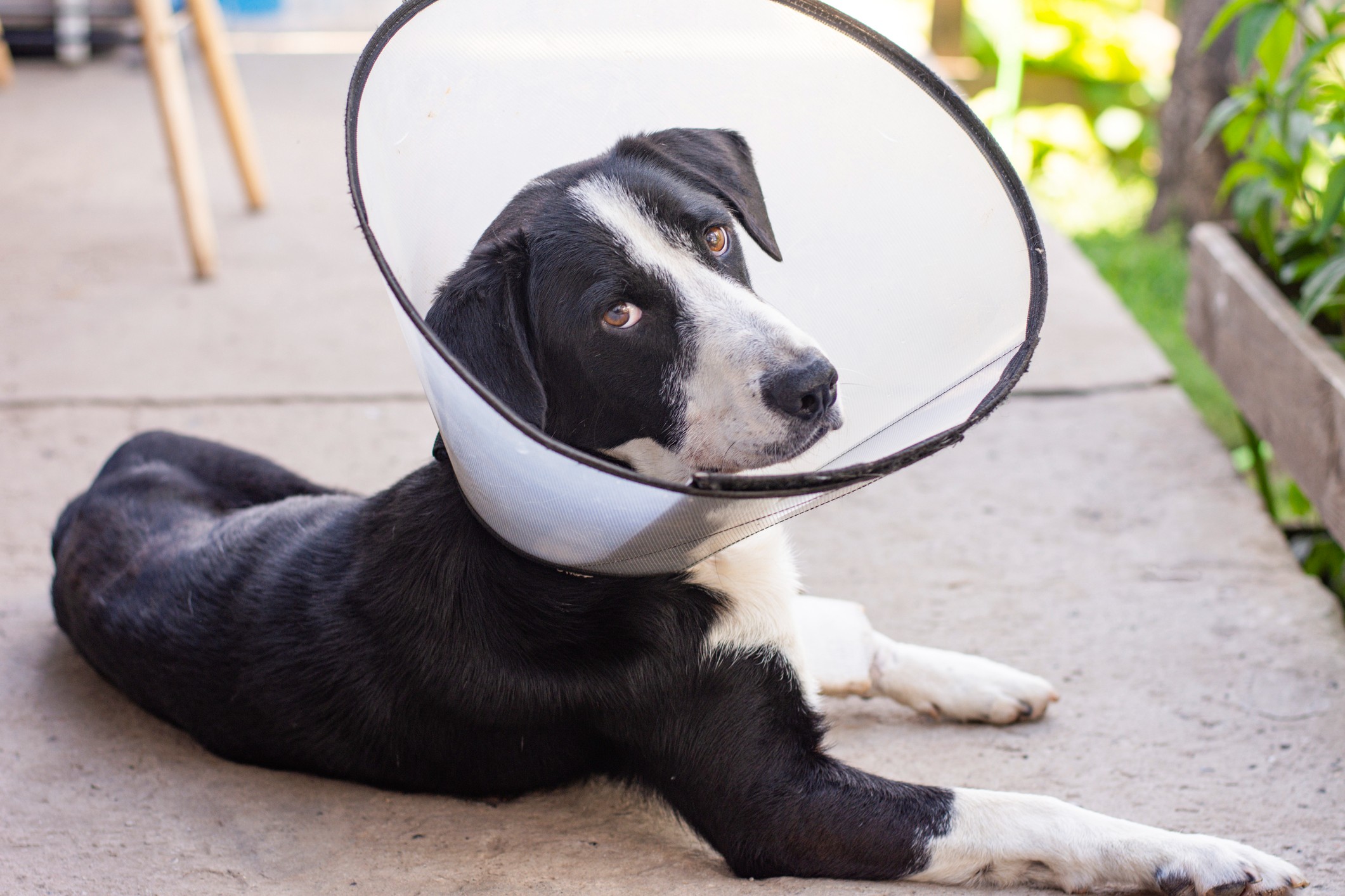 cone para cachorro