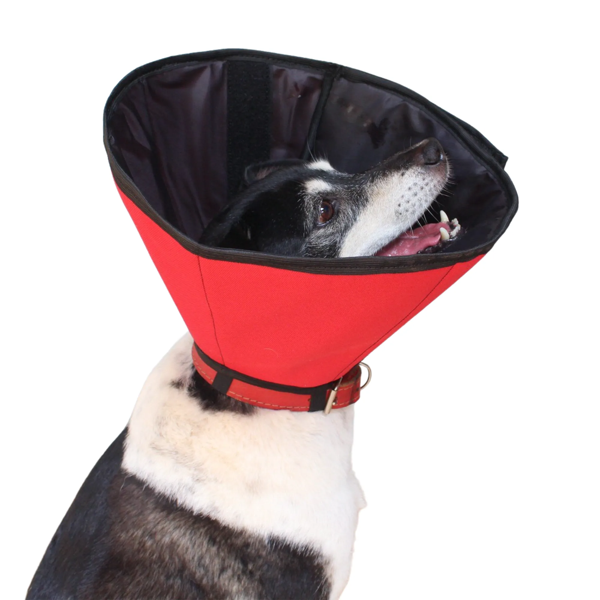 tratamento dermatológico pet