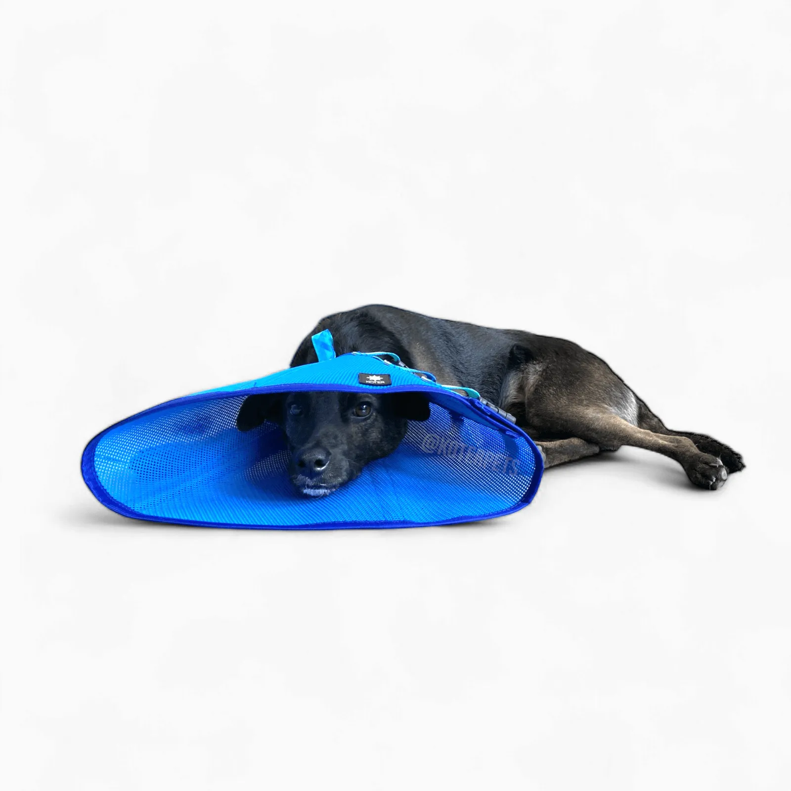 cone para gato