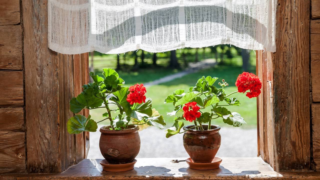 como cuidar de begônias em apartamento