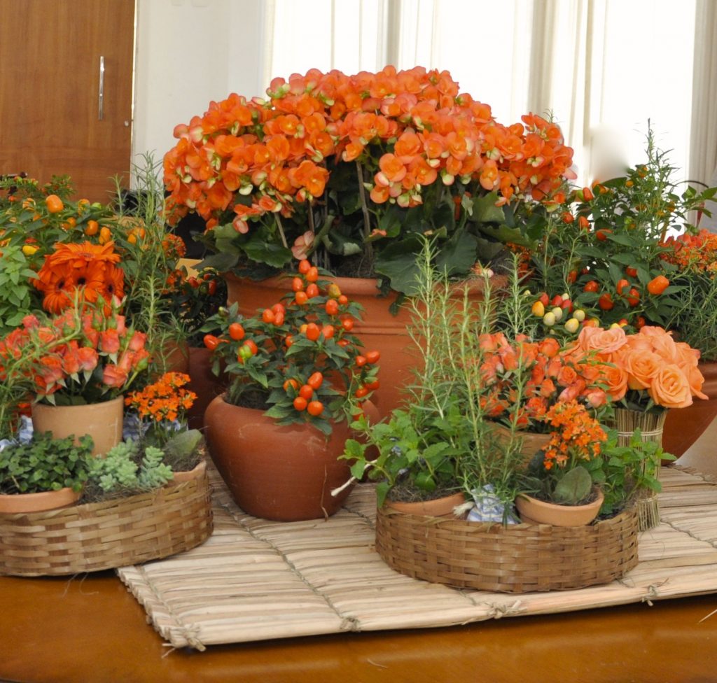 ideias de jardim vertical com begônias