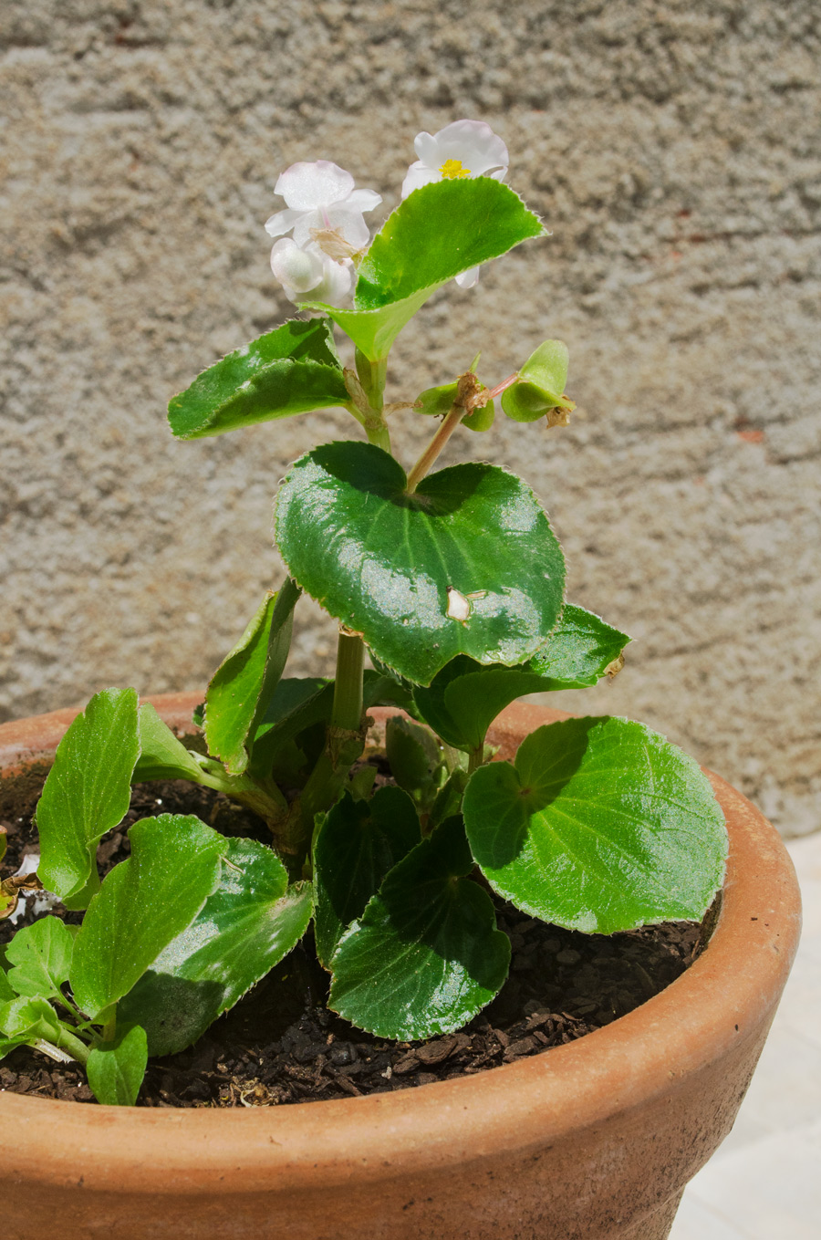 decoração de varanda com plantas pendentes