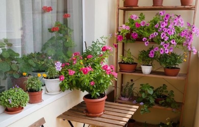 melhores plantas para varanda sem sol direto