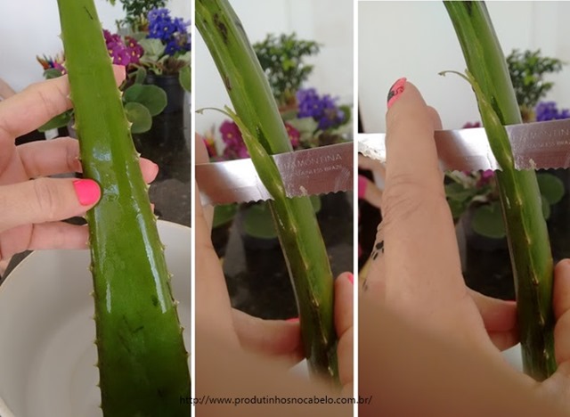 aloe vera no cabelo