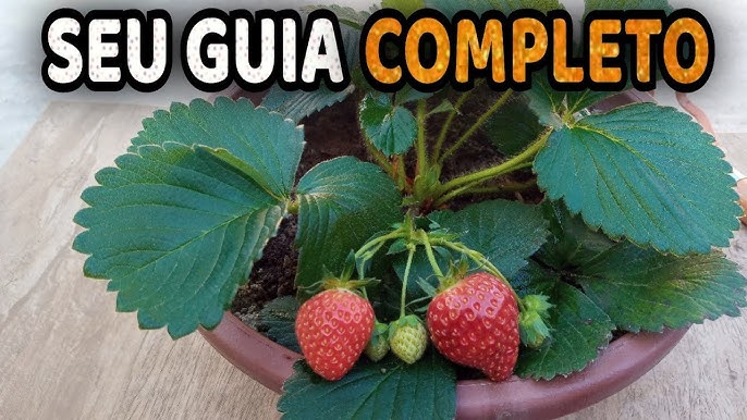 como plantar morango 0