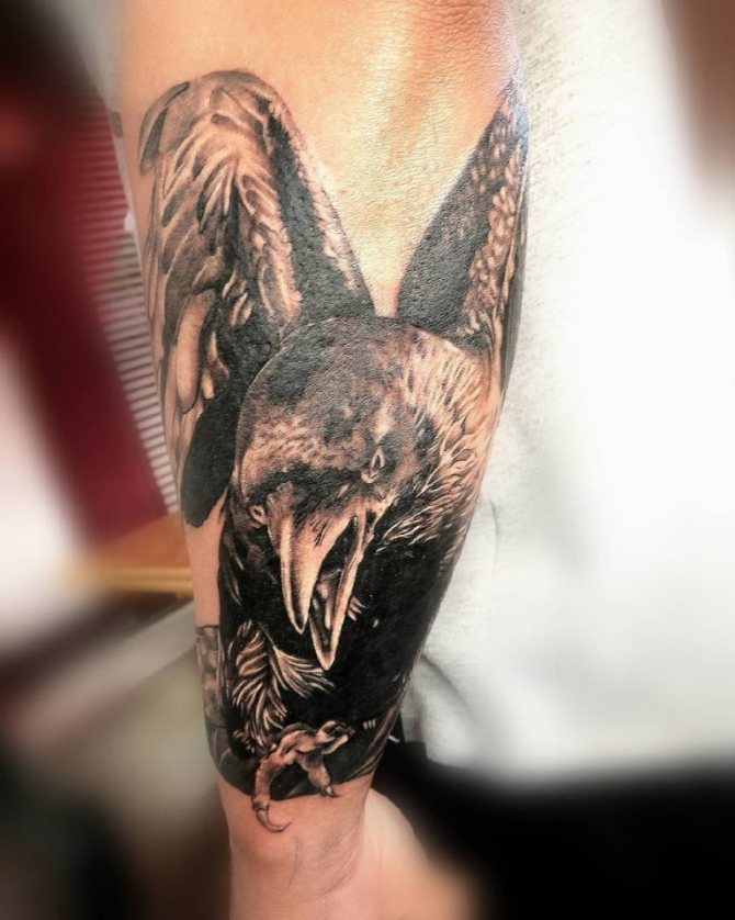 corvo tattoo antebraço