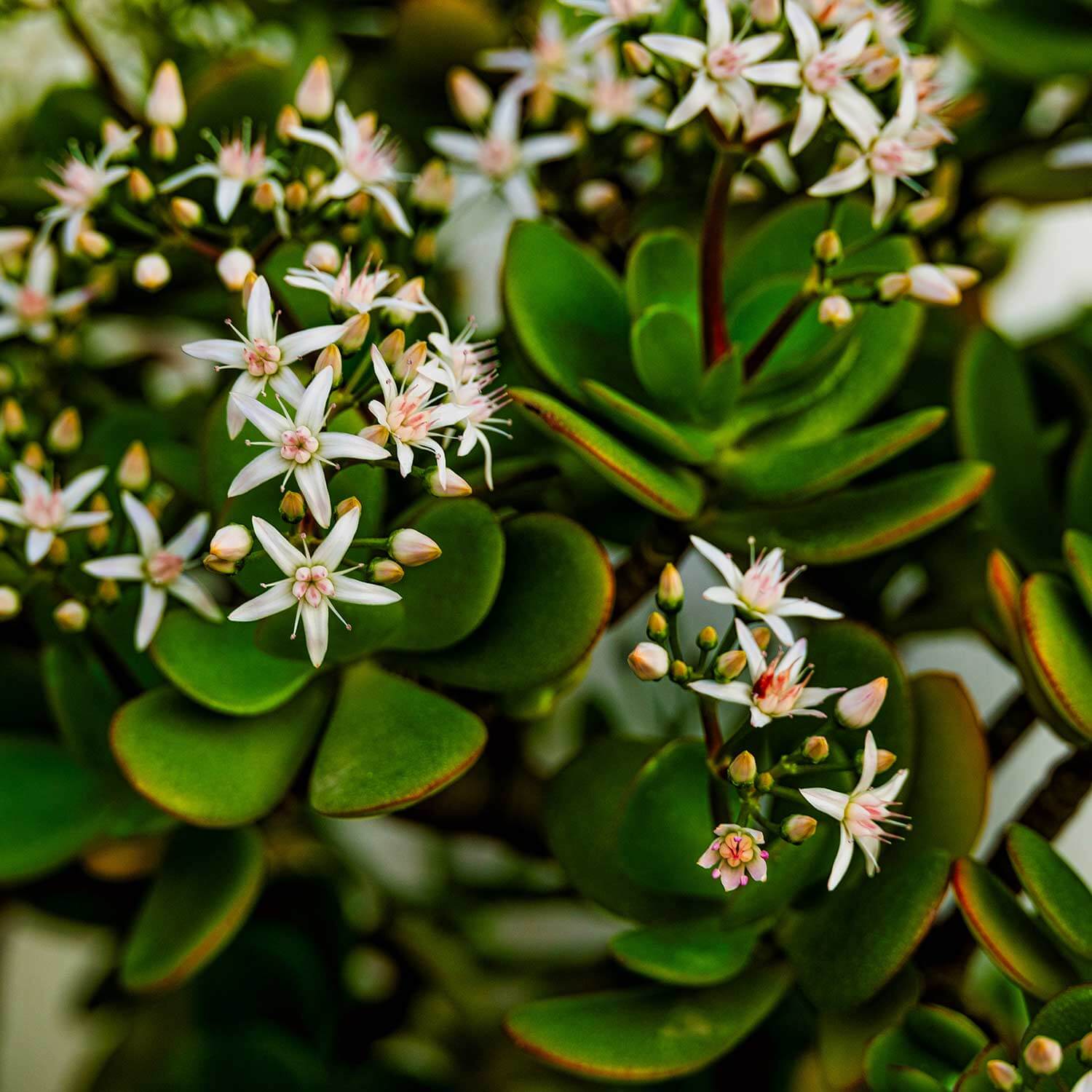 planta jade como cuidar