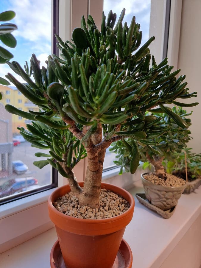 crassula ovata propagação folha