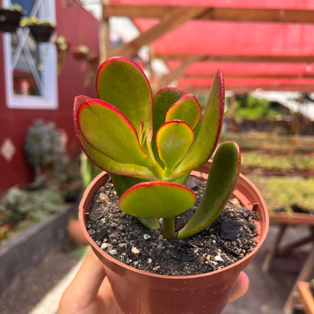 suculenta jade rega