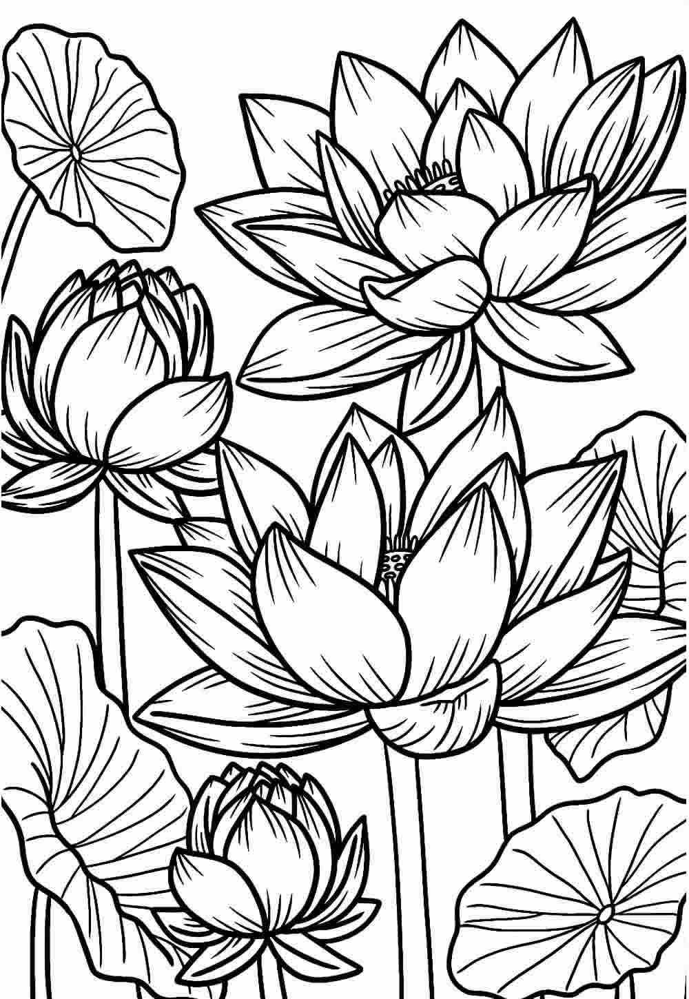 desenhos de margaridas para colorir
