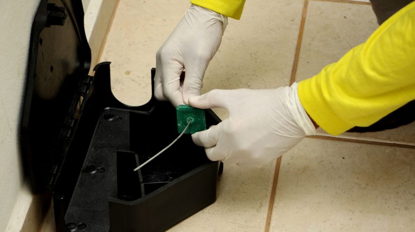 como eliminar ratos em casa