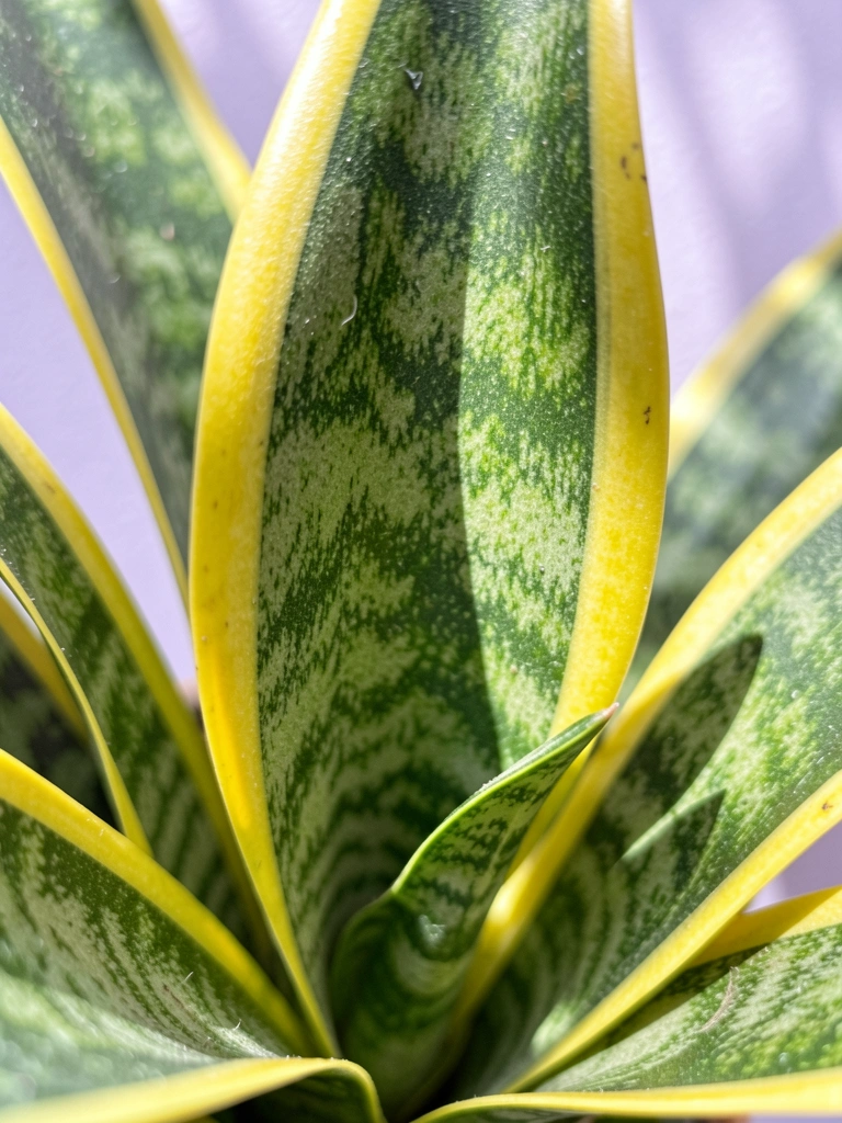 Folhas de Sansevieria 