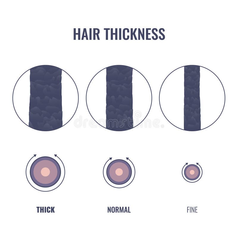 tipos de cabelo por espessura