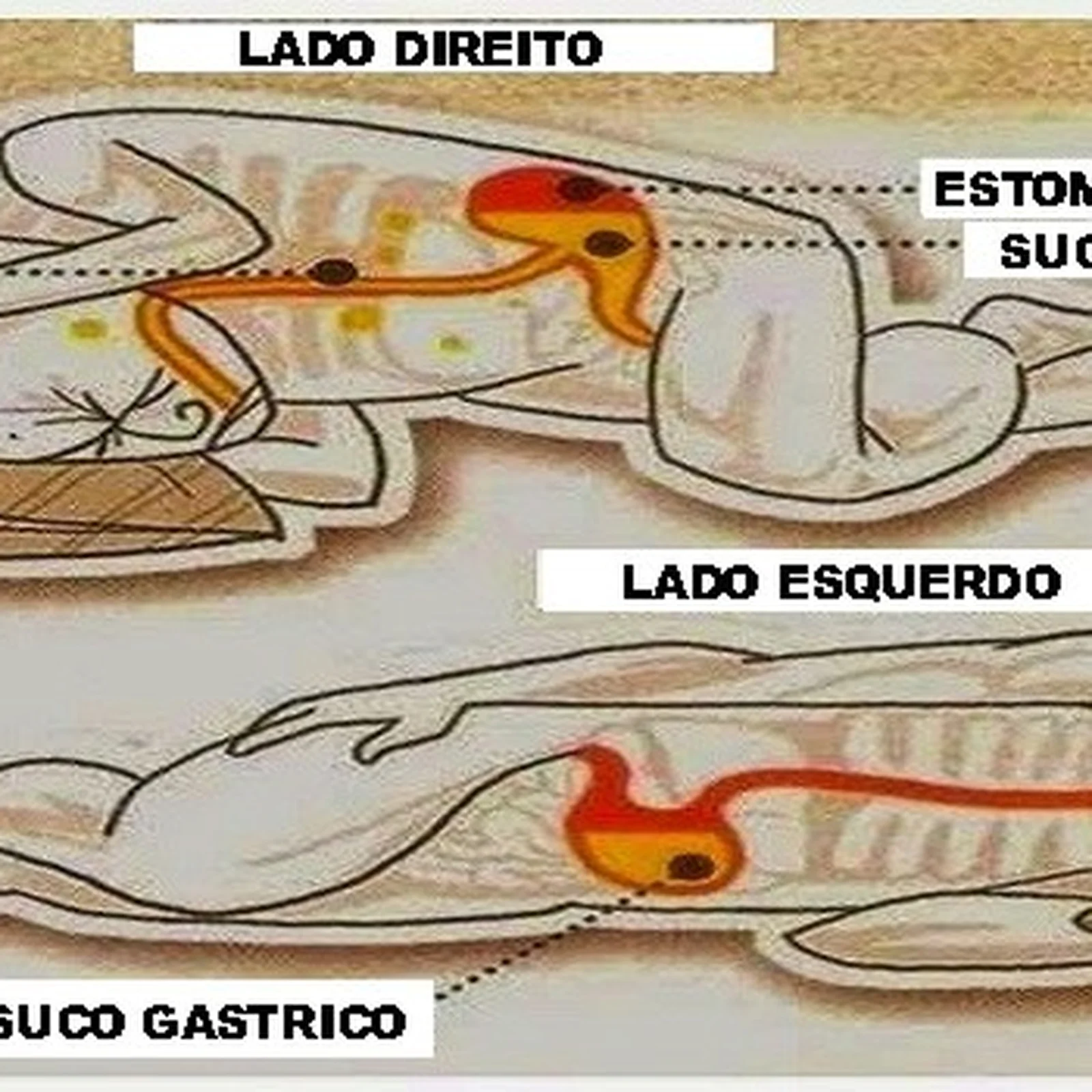 onde fica o estômago