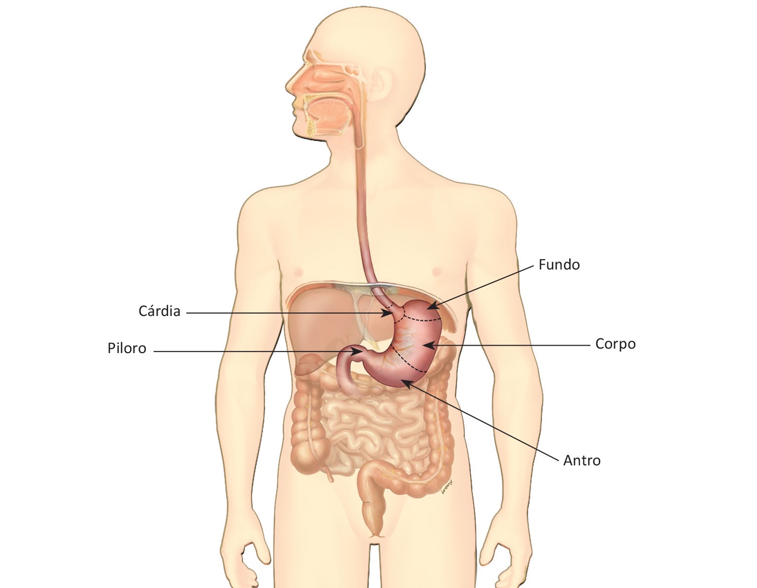localização do estômago no corpo humano
