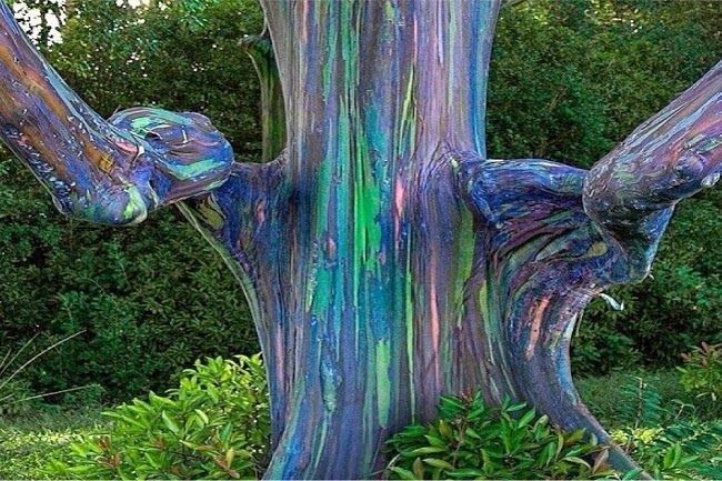 Eucalyptus deglupta características