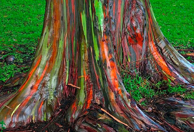 Como plantar eucalipto colorido