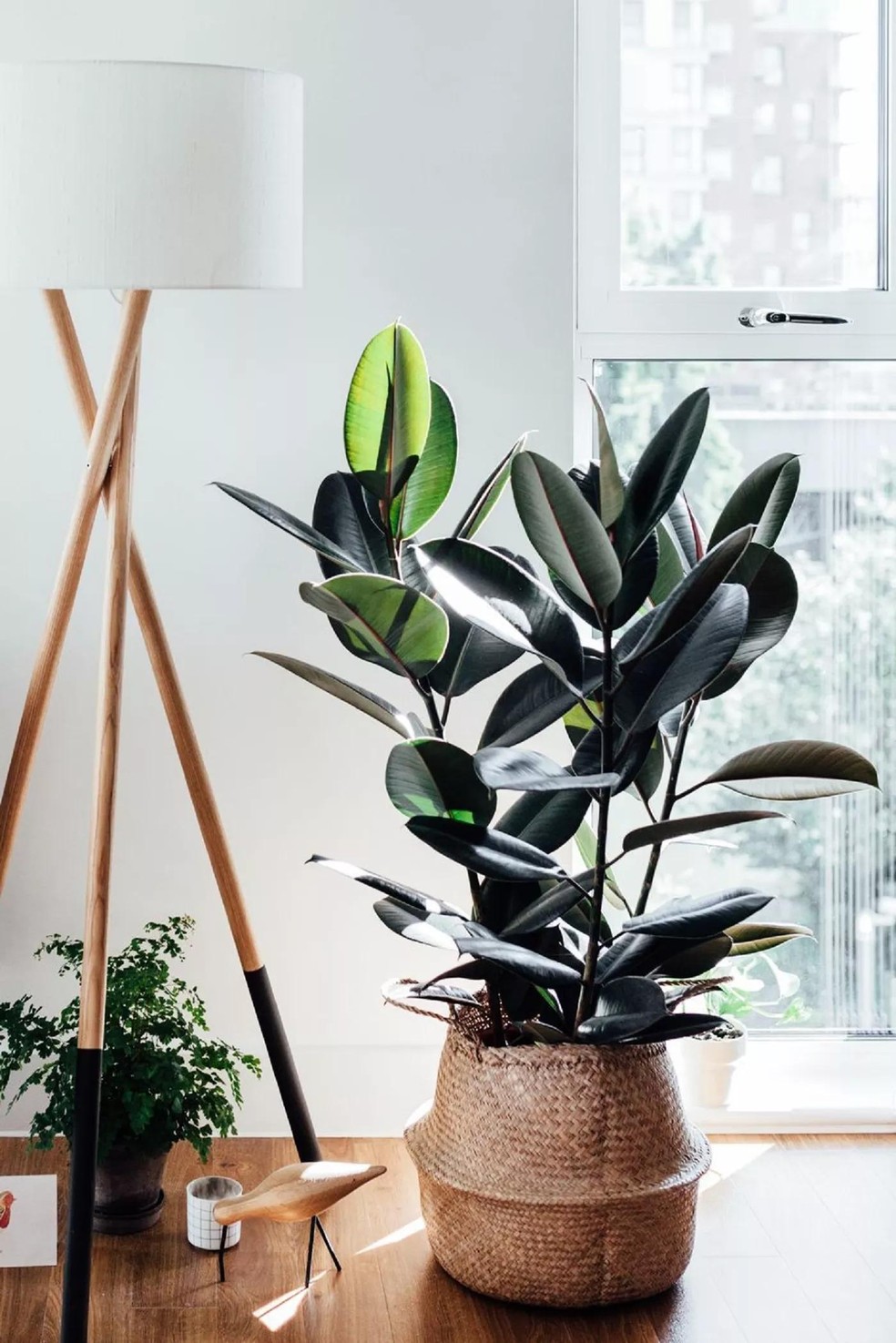 Ficus elastica cuidados