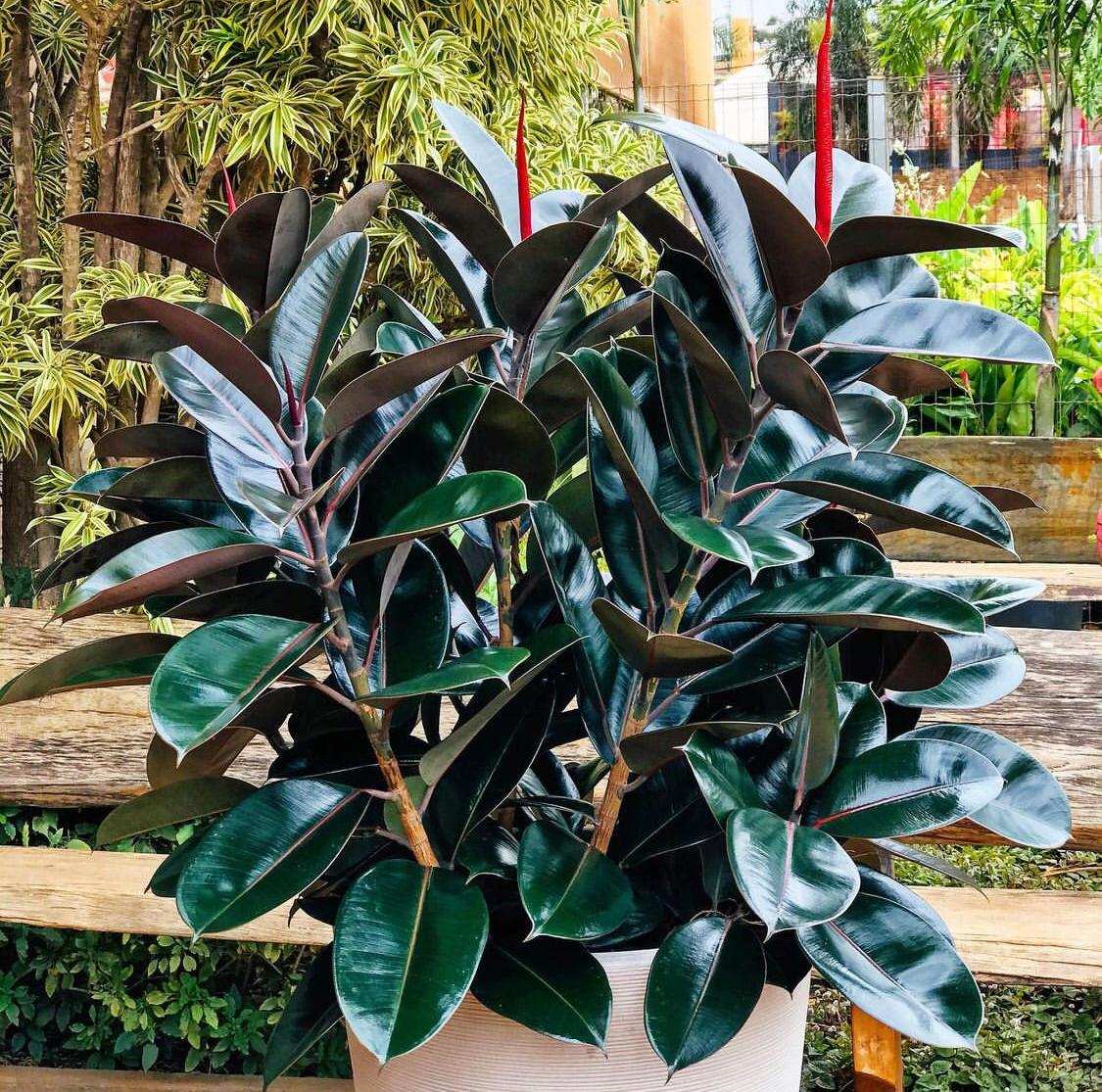 como cuidar de Ficus elastica em apartamento