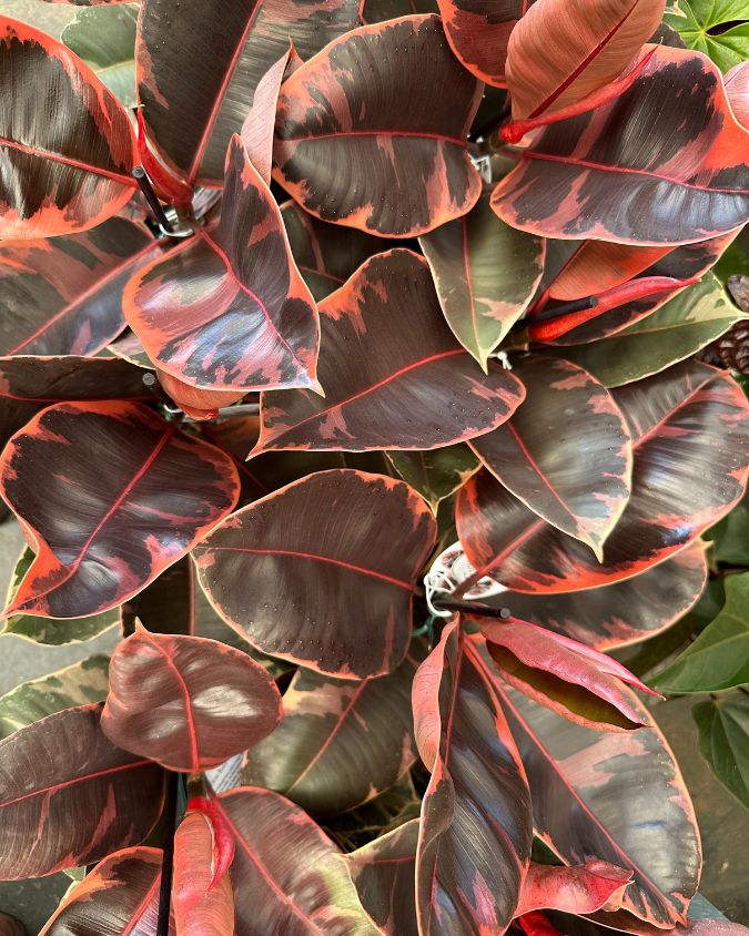Ficus elastica Tineke cuidados