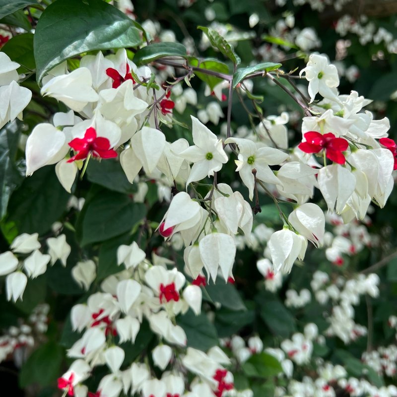 Clerodendrum thomsoniae cultivo
