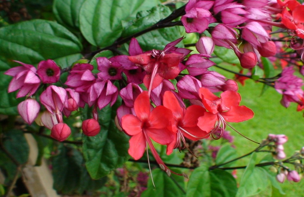 flor com cálice branco e pétala vermelha