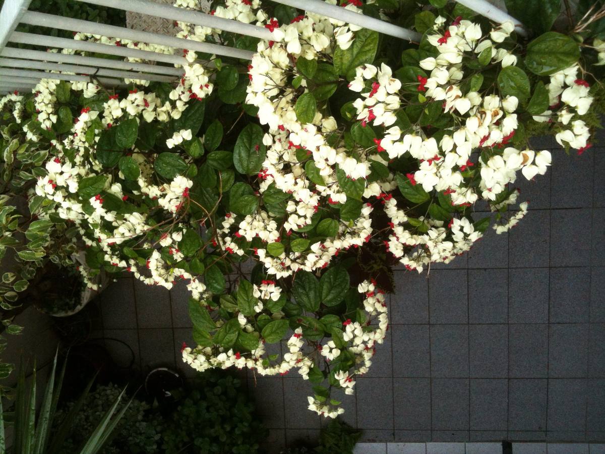 Clerodendrum thomsonae no pergolado