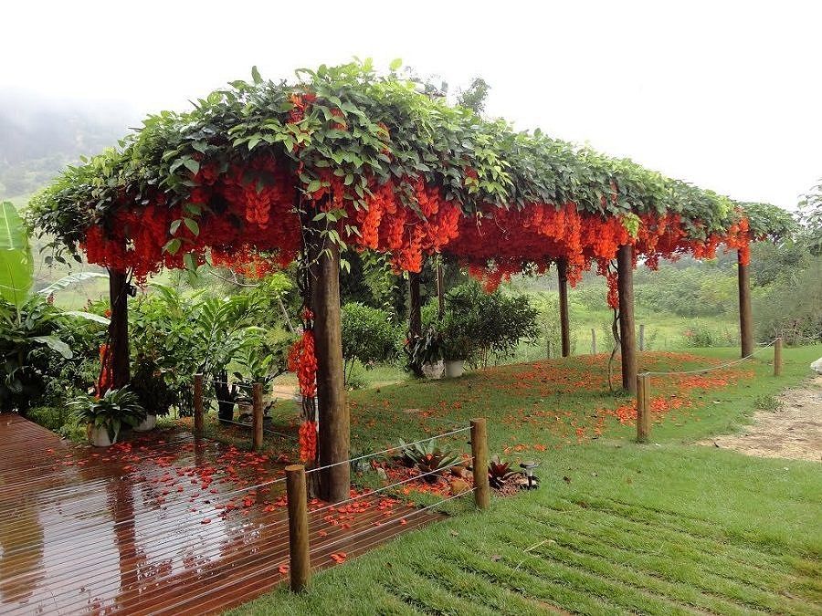 Pergolado com plantas seguras para pets