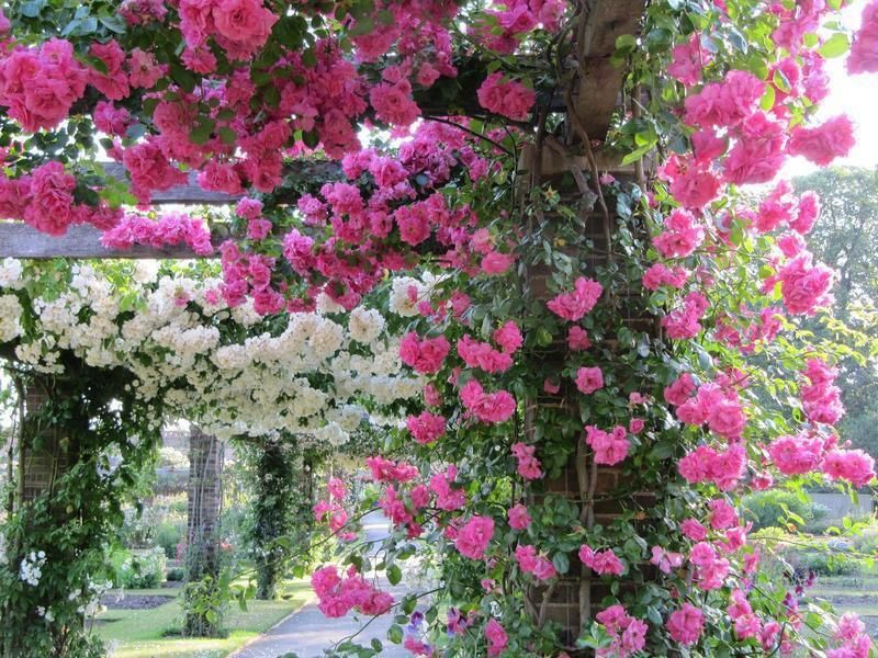Flores vermelhas e brancas para jardim vertical