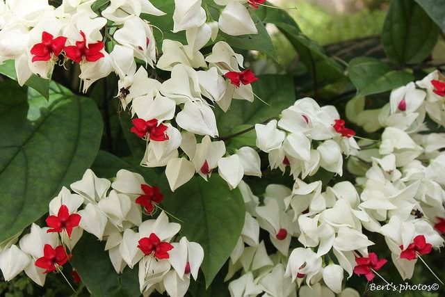 Clerodendrum thomsonae no pergolado