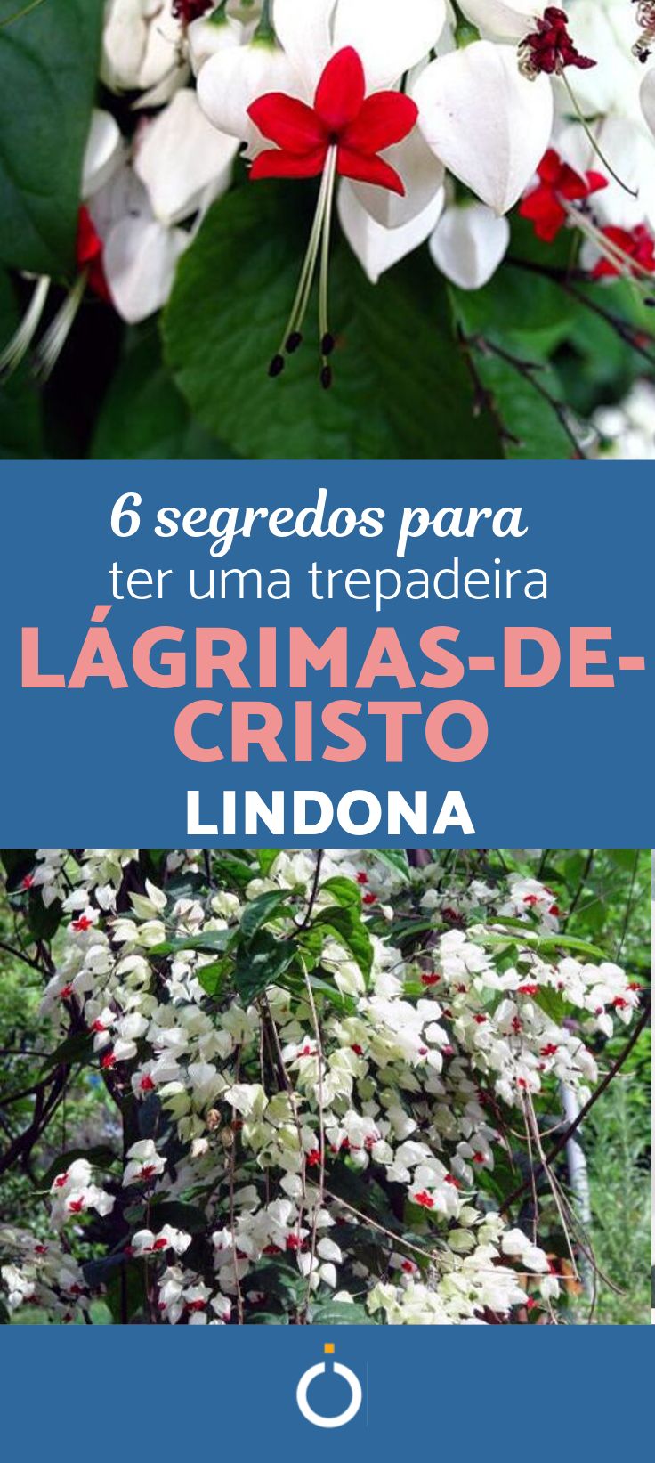 Trepadeira florida para pergolado