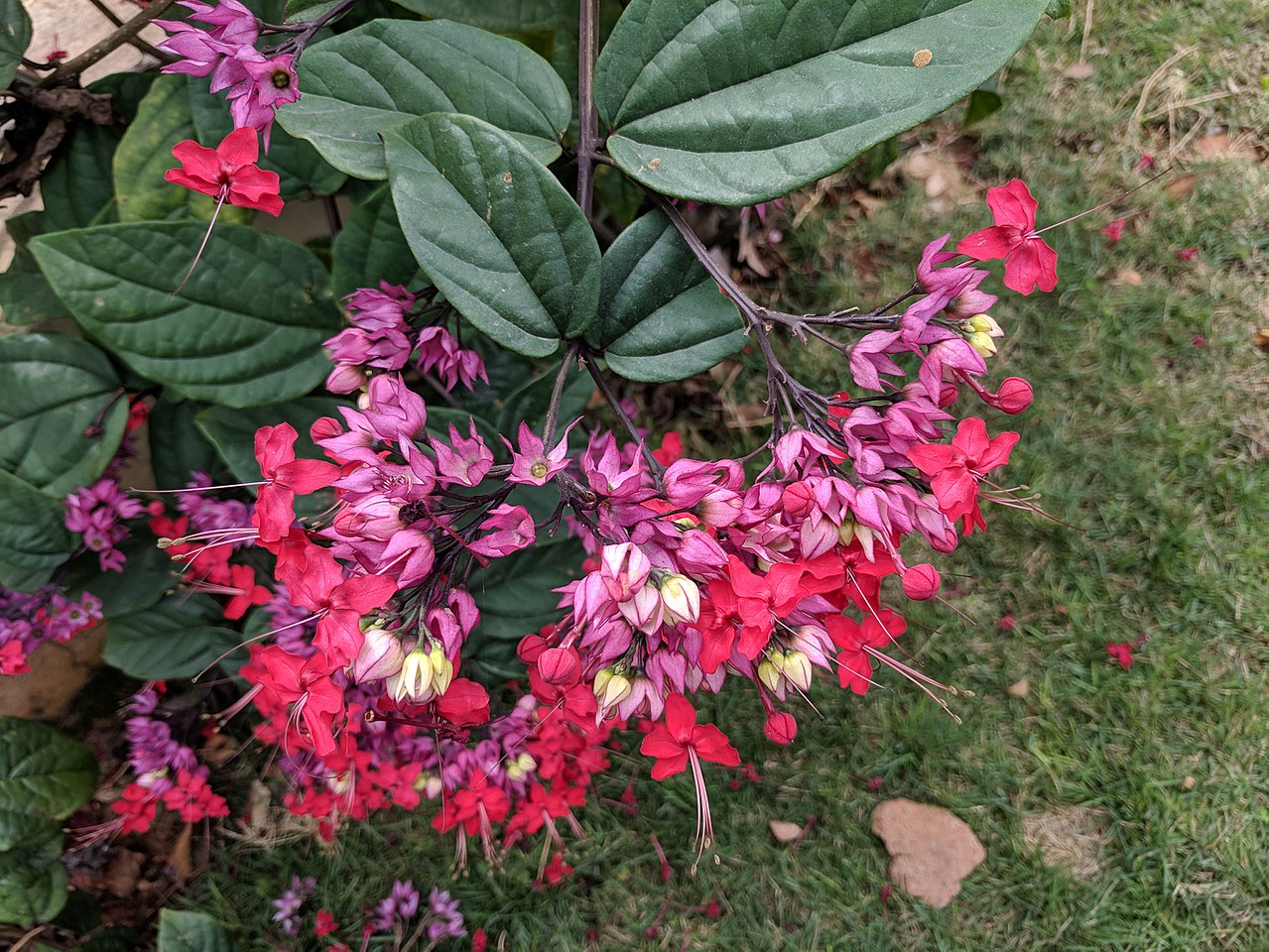 Como plantar Lágrima de Cristo em casa
