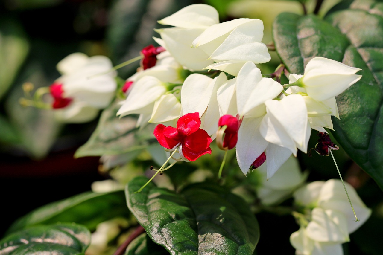 Flores vermelhas e brancas para jardim vertical