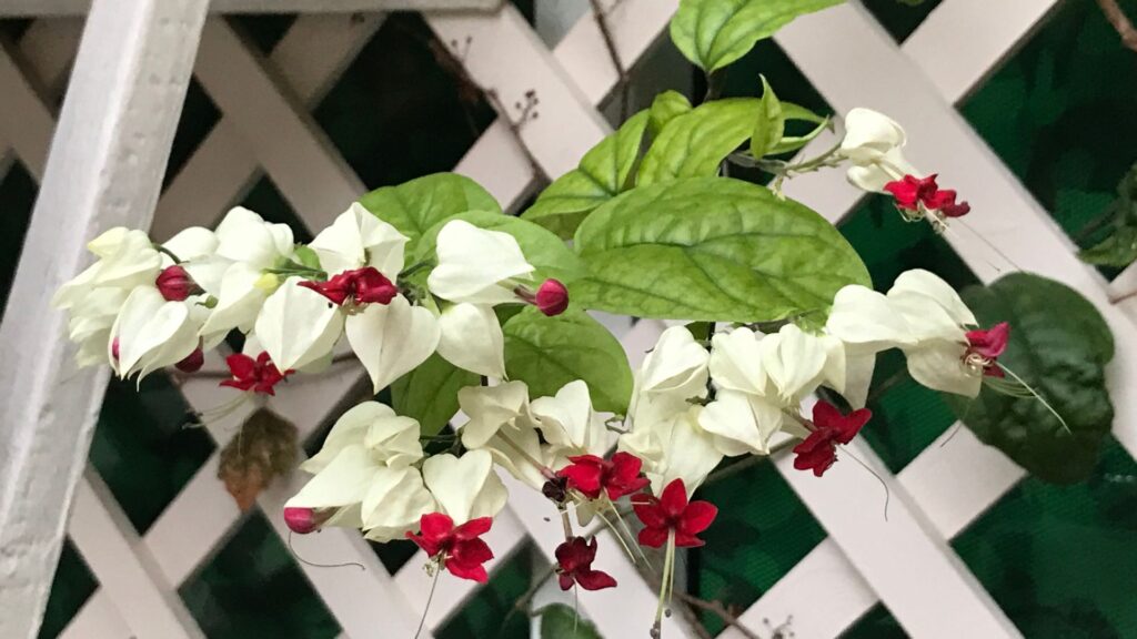 Como plantar Lágrima de Cristo em casa