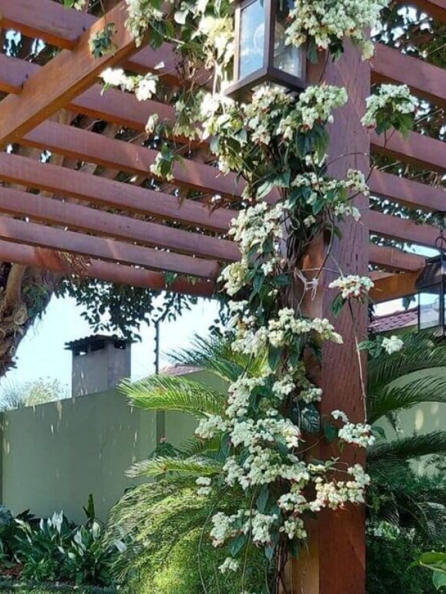 Pergolado com plantas seguras para pets