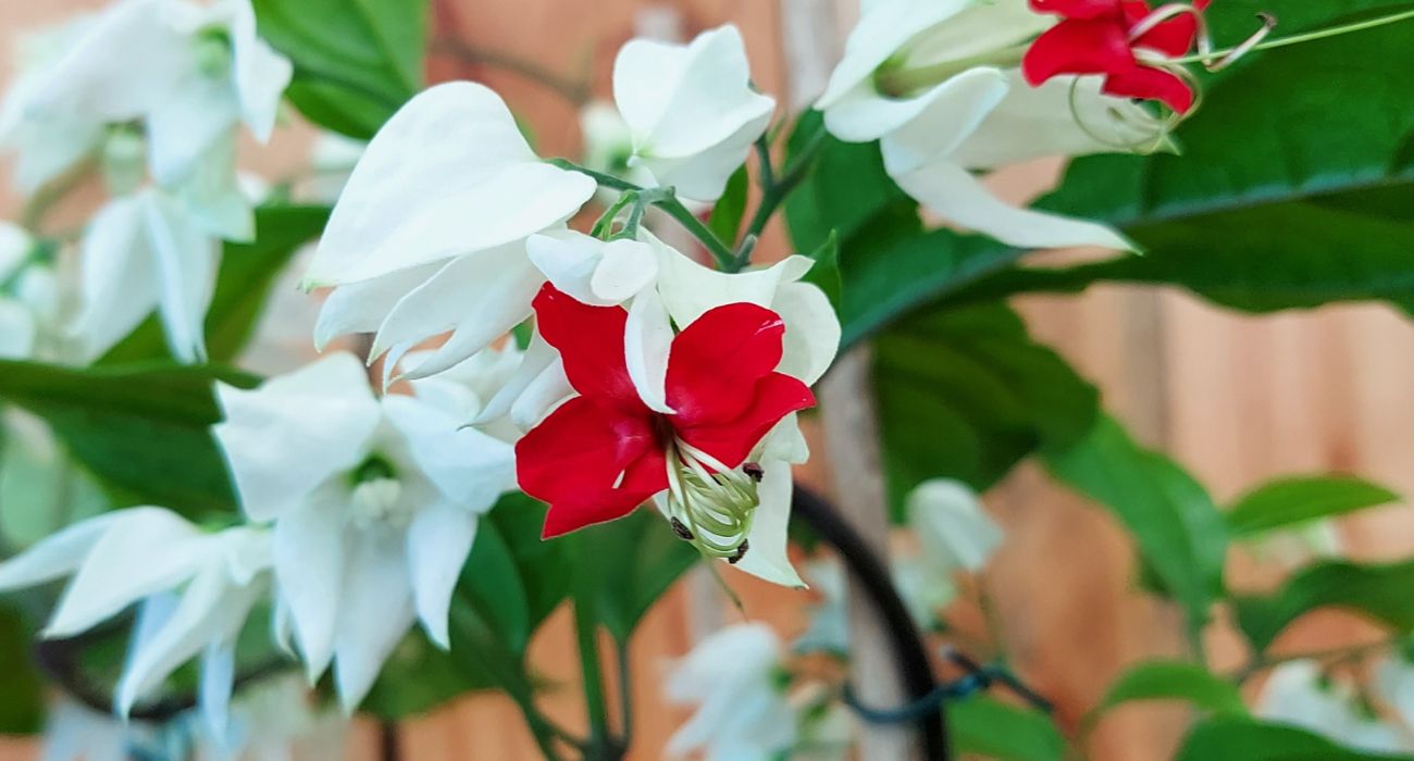 Clerodendrum thomsonae no pergolado