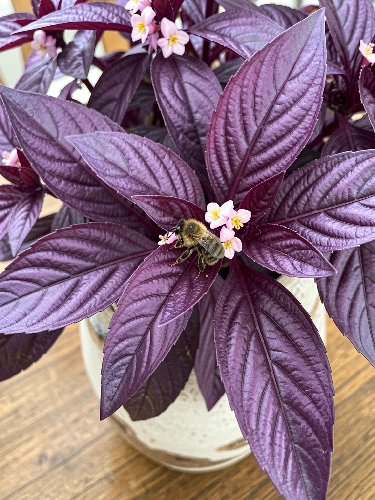 Mesa posta com vaso baixo contendo lavanda e violeta, toalha clara e talheres dispostos.