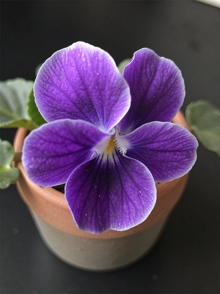 Vaso de cerâmica bege com uma violeta roxa florida sobre uma mesa de madeira clara.