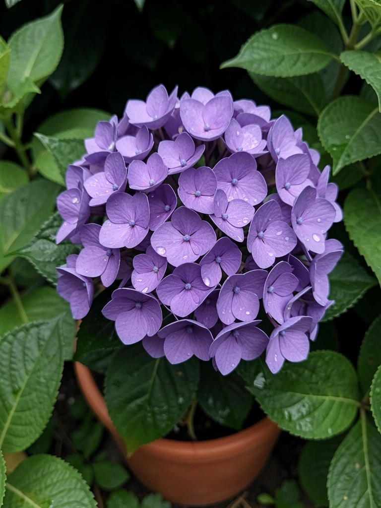 Hortênsia roxa em vaso de cerâmica no jardim, com folhas verdes ao fundo.