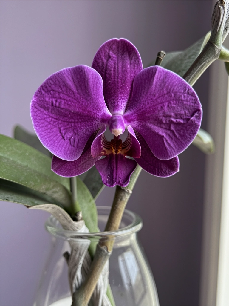 Orquídea roxa em vaso de vidro transparente sobre superfície clara.