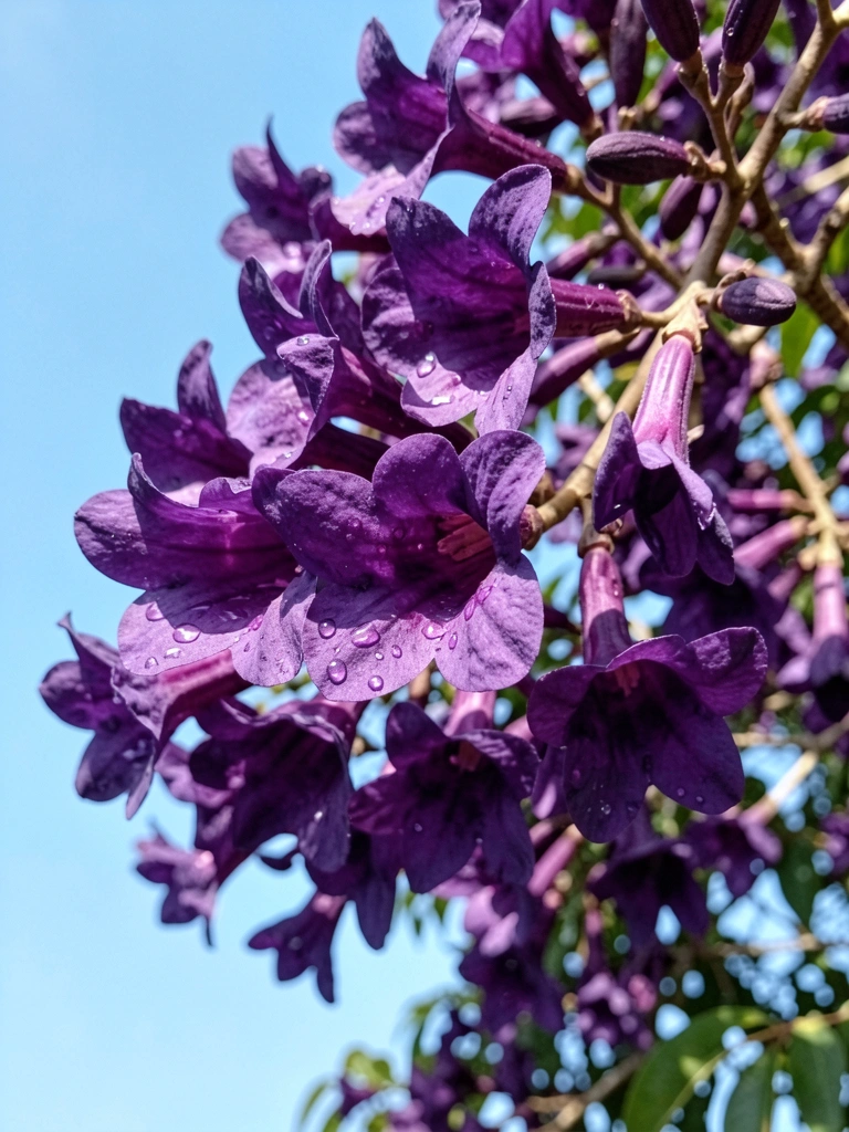 Árvore de ipê roxo florido contra céu azul claro.