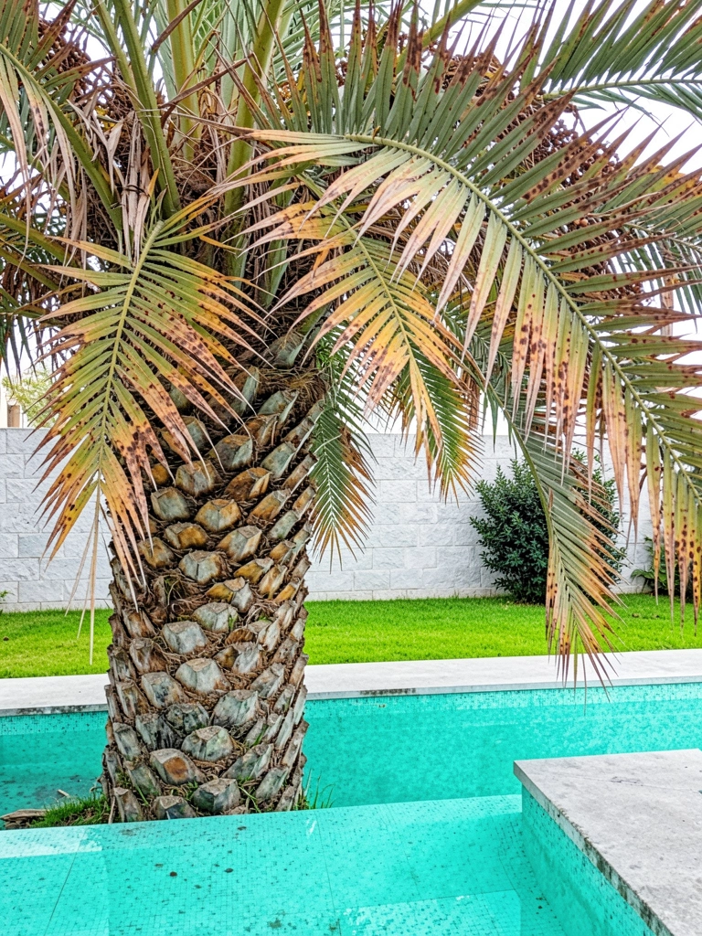 Coqueiro com folhas secas e manchas marrom-avermelhadas nas folhas.