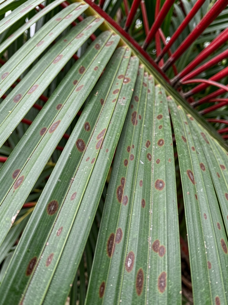 Folíolos com manchas marrom-avermelhadas irregulares nas bordas e centro.